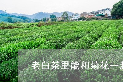 老白茶里能和菊花一起吗/2023032827484