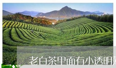 老白茶里面有小透明薄膜/2023032826369