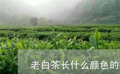 老白茶长什么颜色的花芽/2023032815268