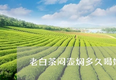 老白茶闷壶焖多久喝好喝/2023032811803