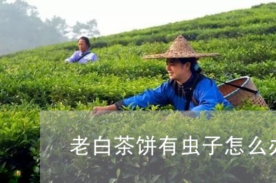 老白茶饼有虫子怎么办呢/2023032764734