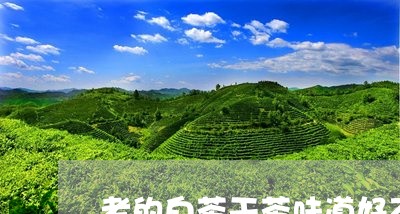 老的白茶干茶味道好不好/2023032736839