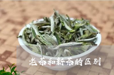 老茶和新茶的区别/2023032549693