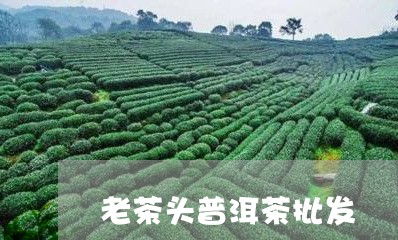 老茶头普洱茶批发/2023041151915