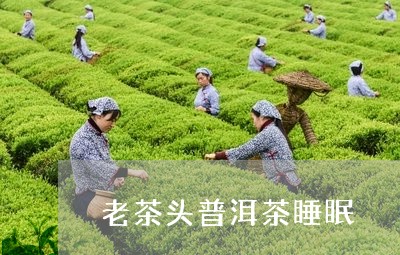 老茶头普洱茶睡眠/2023041181816