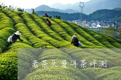 老茶头普洱茶评测/2023041153057