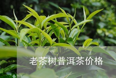 老茶树普洱茶价格/2023041261616