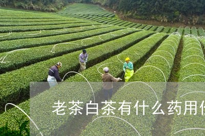 老茶白茶有什么药用价值/2023032804938