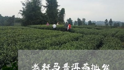 老赶马普洱茶批发/2023040984949