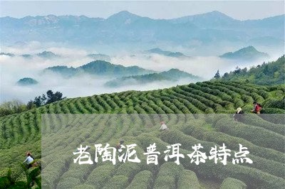 老陶泥普洱茶特点/2023031771694