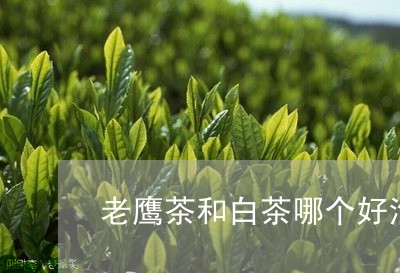 老鹰茶和白茶哪个好泡啊/2023032811614