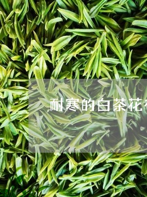 耐寒的白茶花有哪些种类/2023032869703