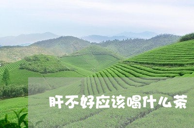 肝不好应该喝什么茶/2023041502059