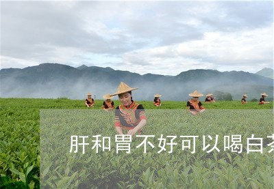 肝和胃不好可以喝白茶吗/2023032807169