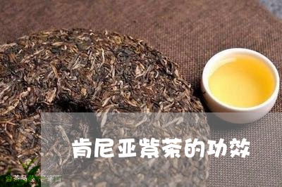 肯尼亚紫茶的功效/2023032565160