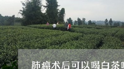 肺癌术后可以喝白茶吗吗/2023032834059