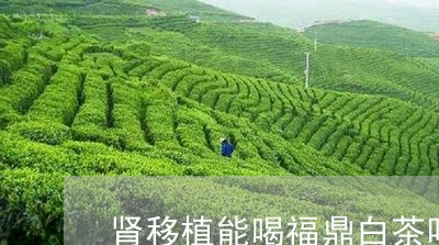 肾移植能喝福鼎白茶吗吗/2023032878270