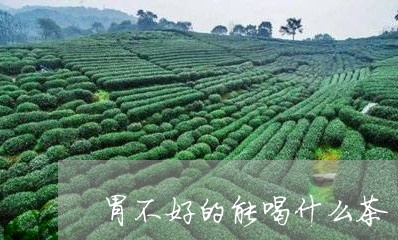 胃不好的能喝什么茶/2023032028492