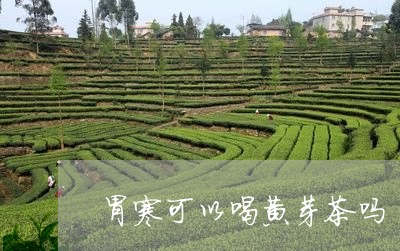 胃寒可以喝黄芽茶吗/2023031818362