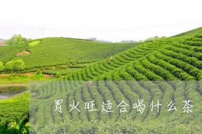 胃火旺适合喝什么茶/2023031991148