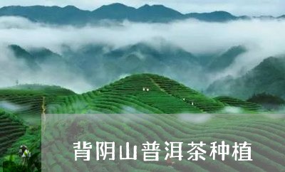 背阴山普洱茶种植/2023041422048