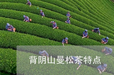 背阴山曼松茶特点/2023032269403