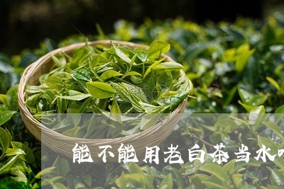 能不能用老白茶当水喝药/2023032764969