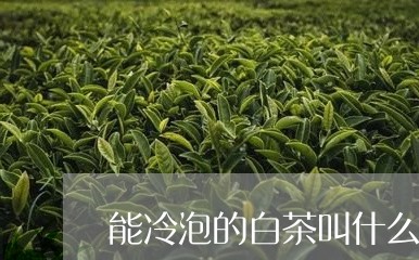 能冷泡的白茶叫什么名字/2023032790605