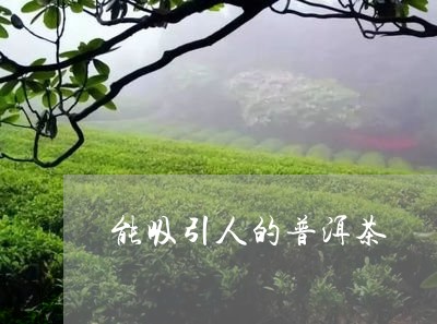 能吸引人的普洱茶/2023033168372