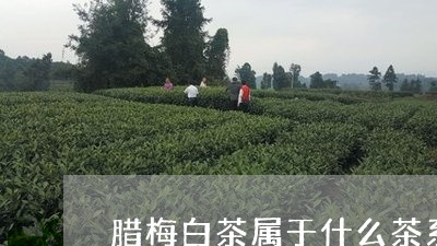 腊梅白茶属于什么茶系列/2023032765828