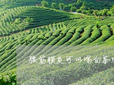 腰筋膜炎可以喝白茶吗吗/2023032775046