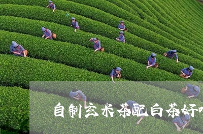 自制玄米茶配白茶好喝吗/2023032754027