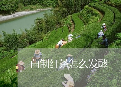 自制红茶怎么发酵/2023032370504