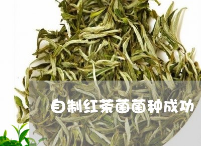 自制红茶菌菌种成功/2023041447504