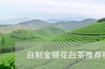 自制金银花白茶推荐哪种/2023032737240