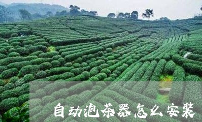 自动泡茶器怎么安装/2023032091693