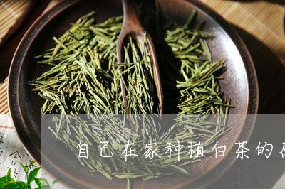 自己在家种植白茶的感受/2023032731736