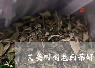 艾灸时喝老白茶好吗女人/2023032798361