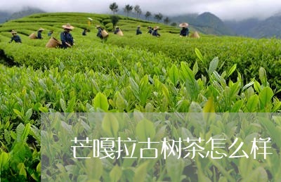 芒嘎拉古树茶怎么样/2023032252747