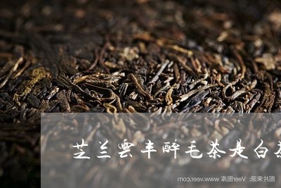 芝兰云丰醉毛茶是白茶吗/2023032726380