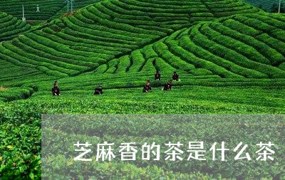 芝麻香的茶是什么茶/2023031941715