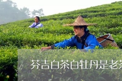 芬吉白茶白牡丹是老茶吗/2023032763815