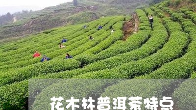 花木林普洱茶特点/2023041310493