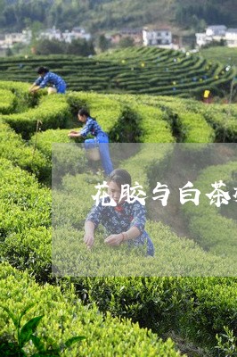 花胶与白茶树菇一起炖吗/2023032765057