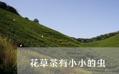 花草茶有小小的虫/2023032282715