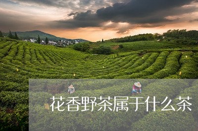 花香野茶属于什么茶/2023041570782