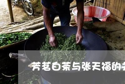 芳茗白茶与张天福的关系/2023032793925