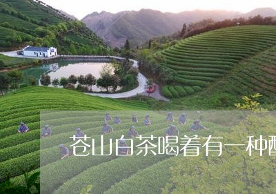 苍山白茶喝着有一种酸味/2023032710695