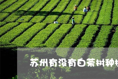 苏州有没有白茶树种植点/2023032736148