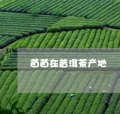 苗苗在普洱茶产地/2023041103938